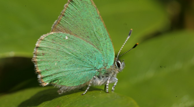 Green hairstreak – #15 Butterfly Challenge
