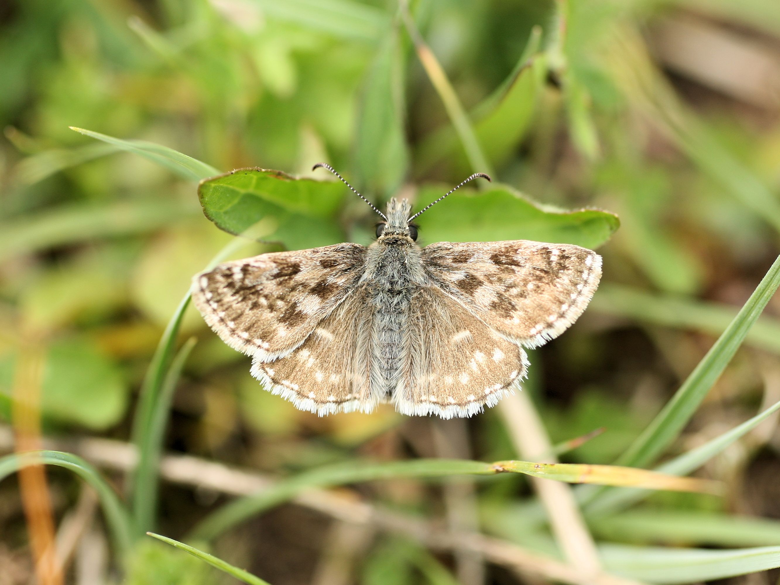 Dingy Skipper zoomed