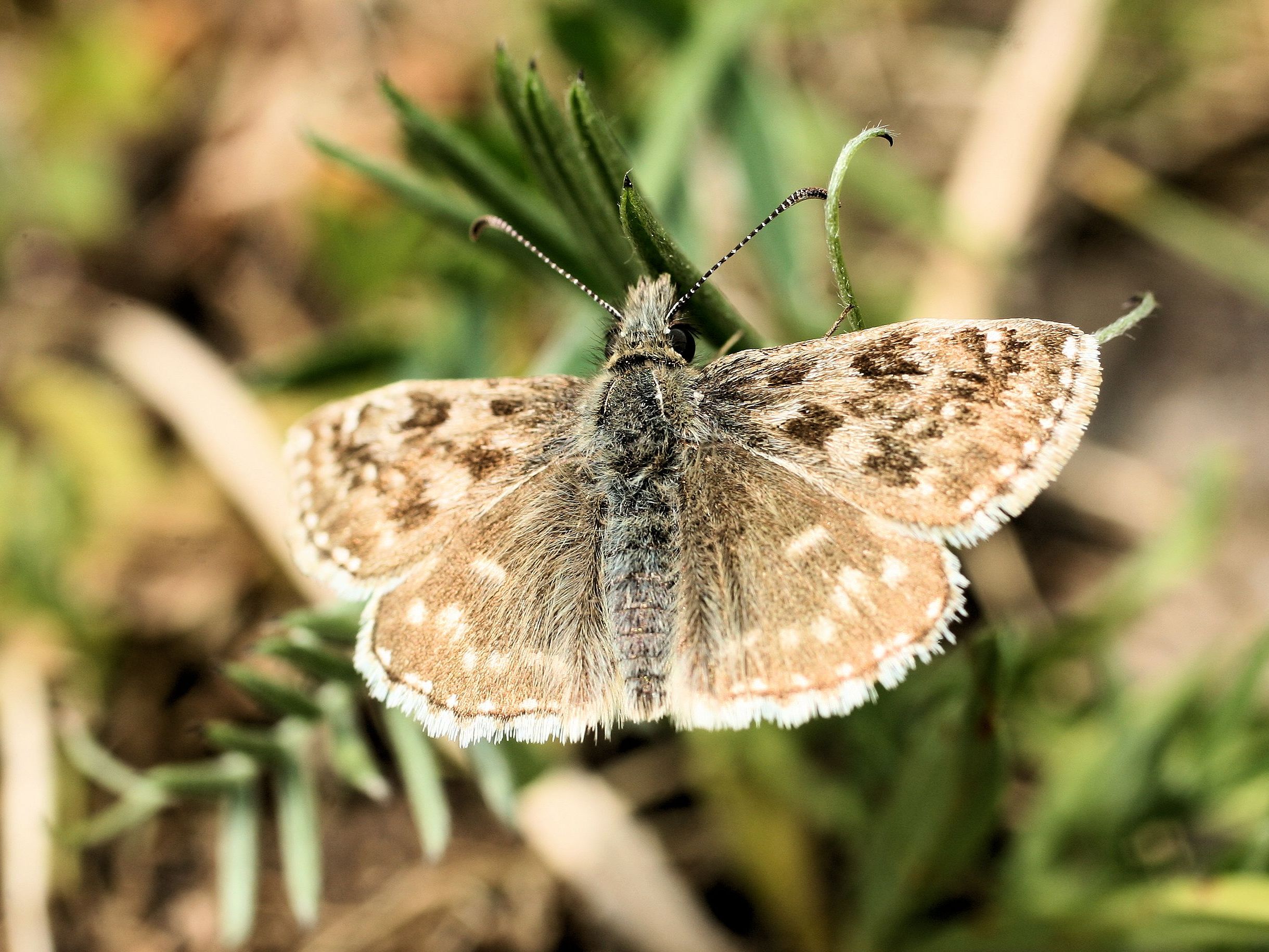 Dingy Skipper#2 cropped