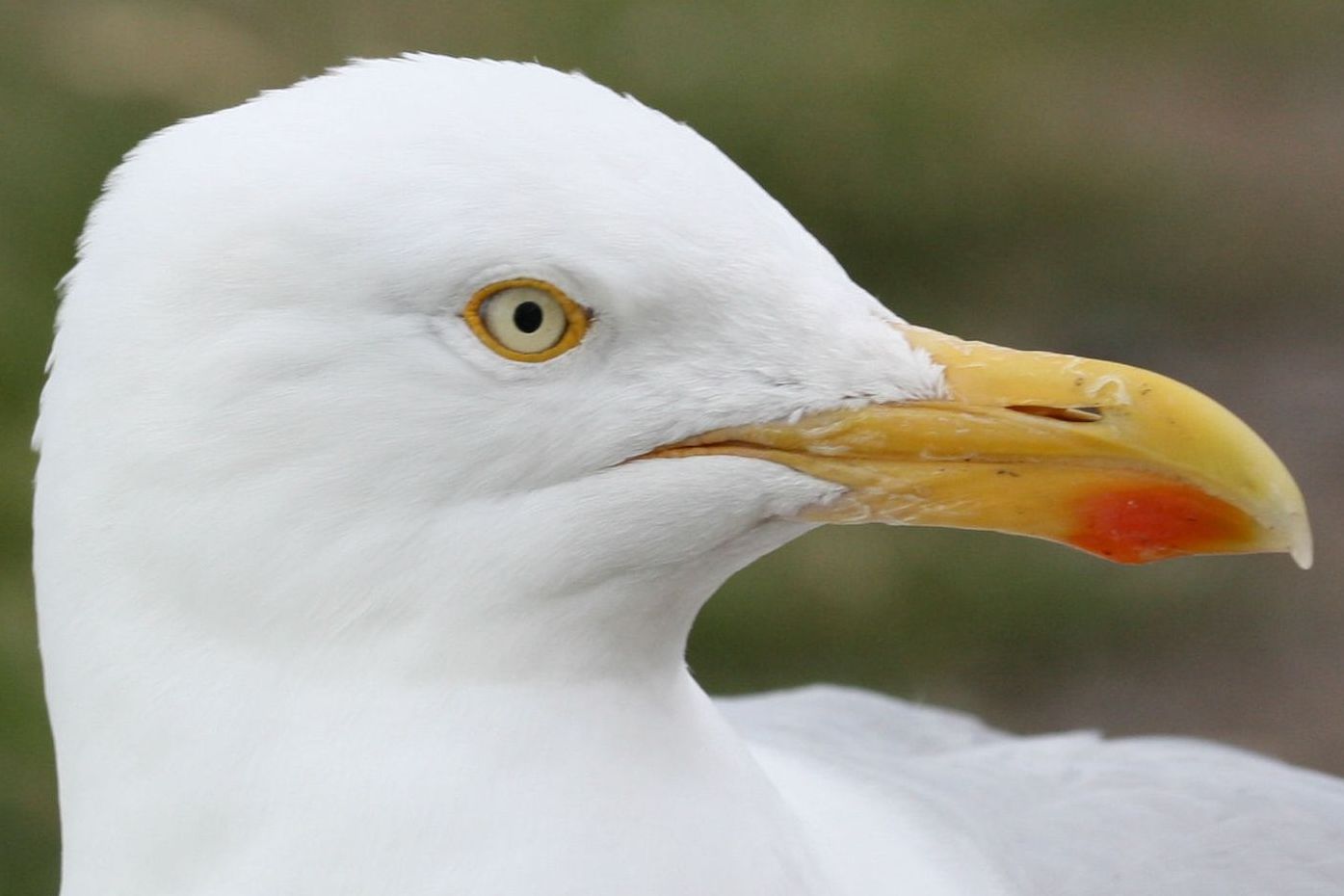 Herring Gull closeup(L.Lysaght)