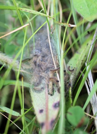 Marsh Fritillary webs resize
