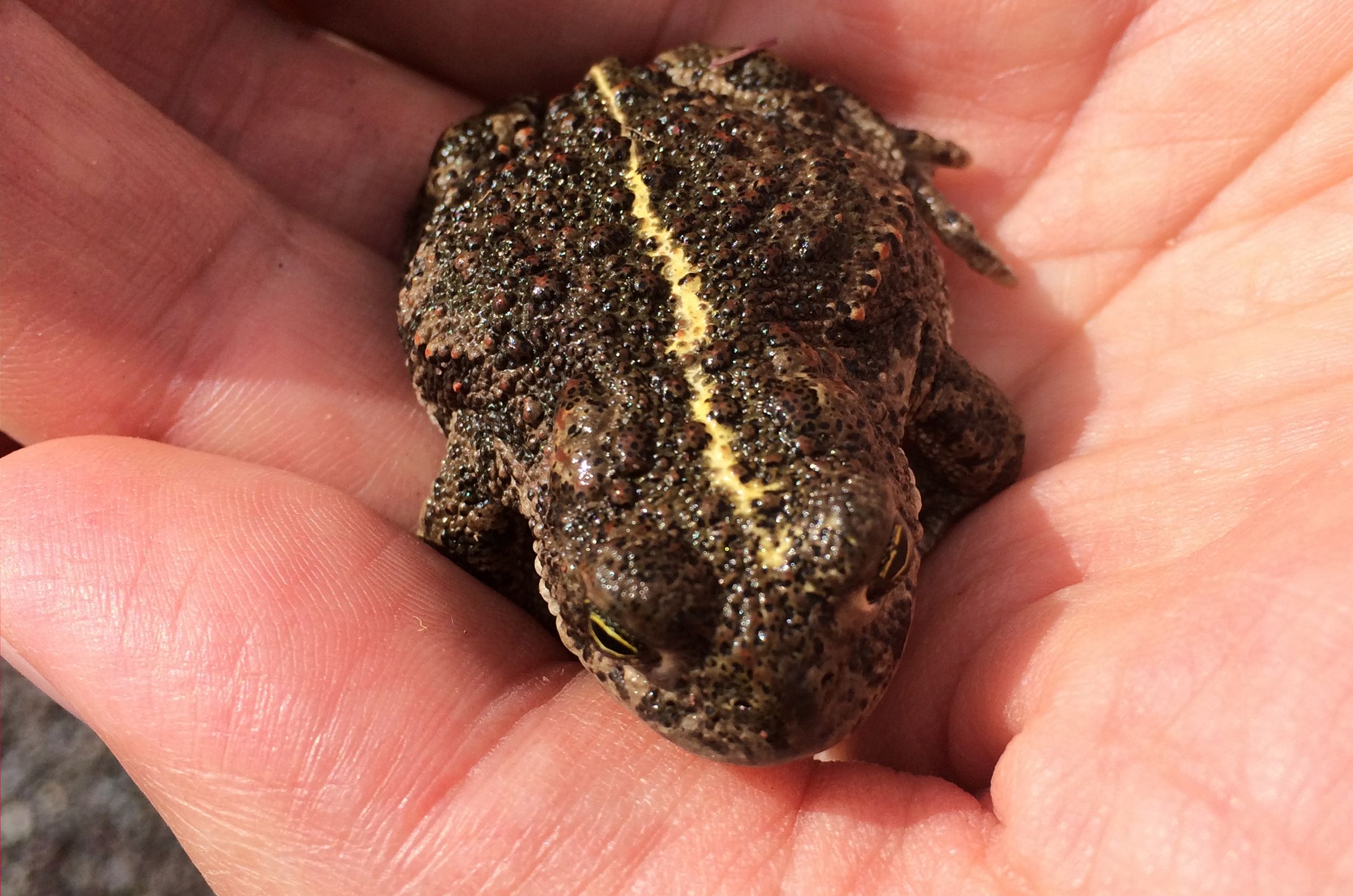 Natterjack Toad image small