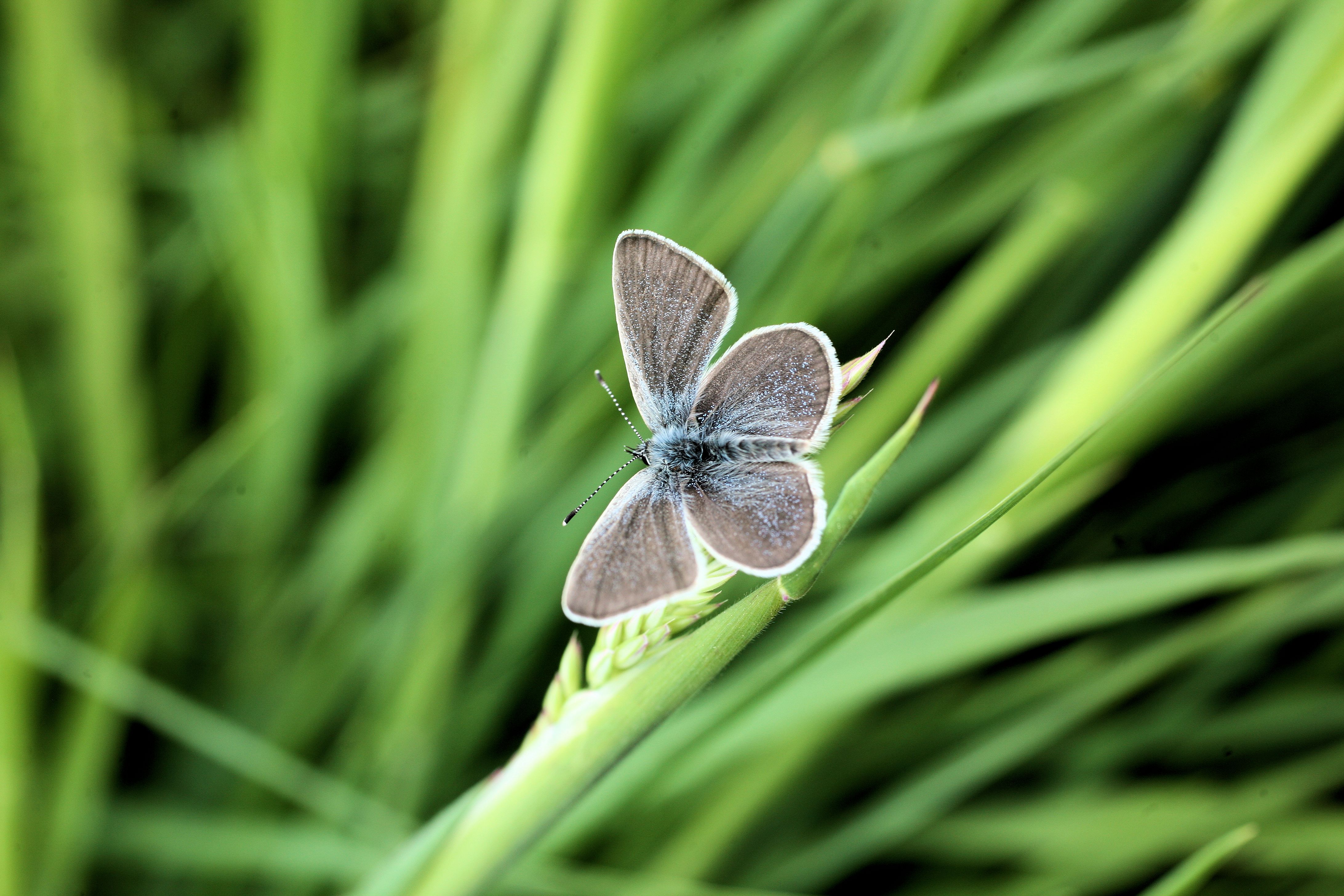 Small Blue#1