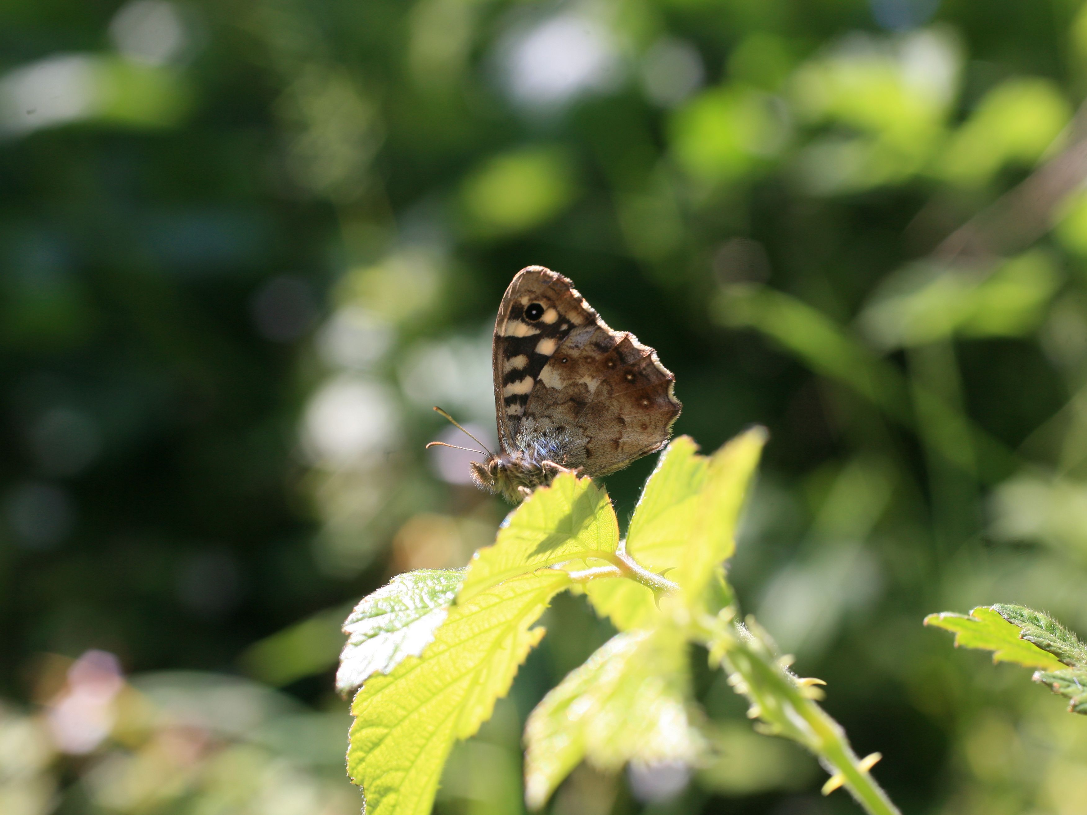 Speckled Wood on sun spot