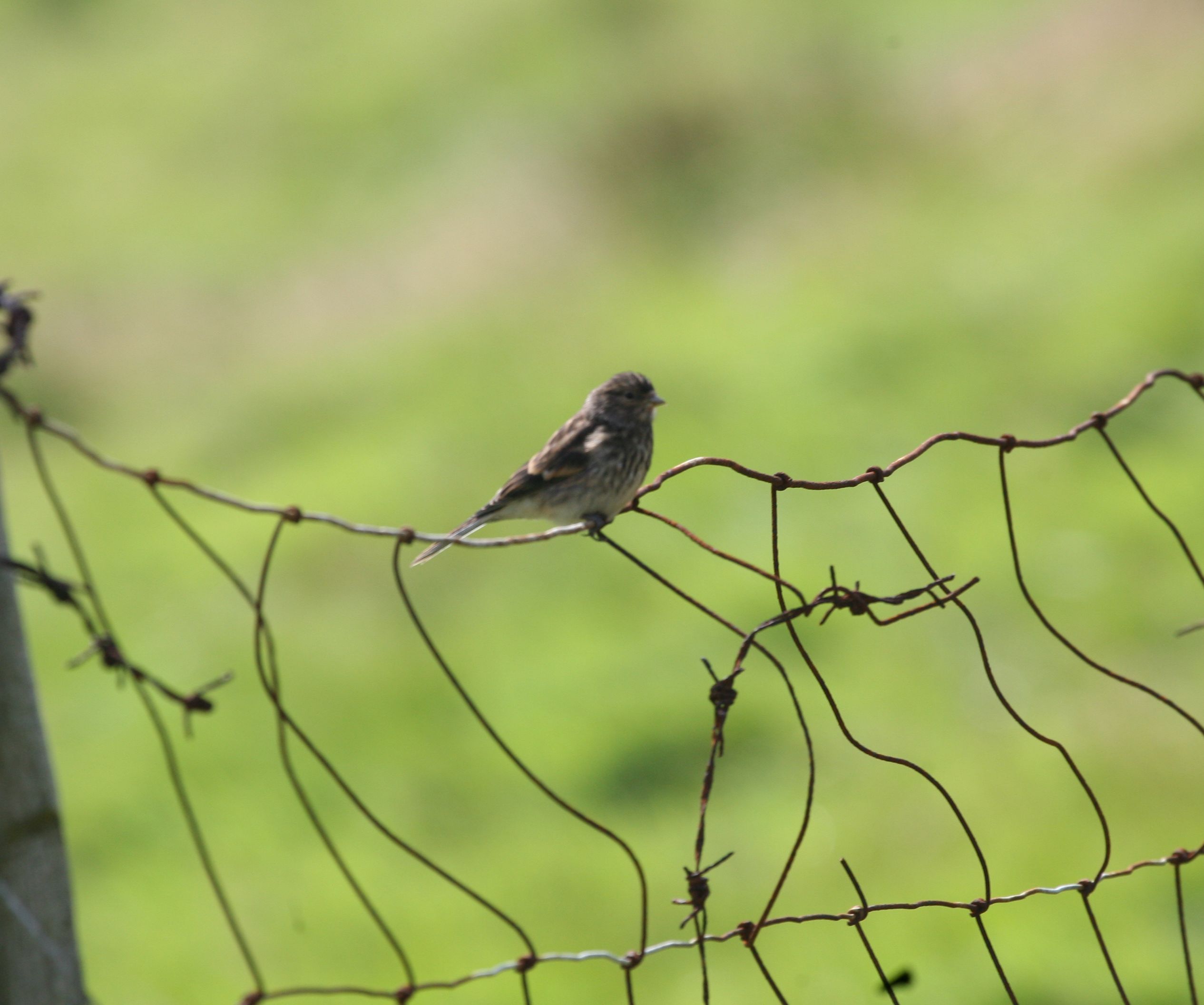 Twite cropped