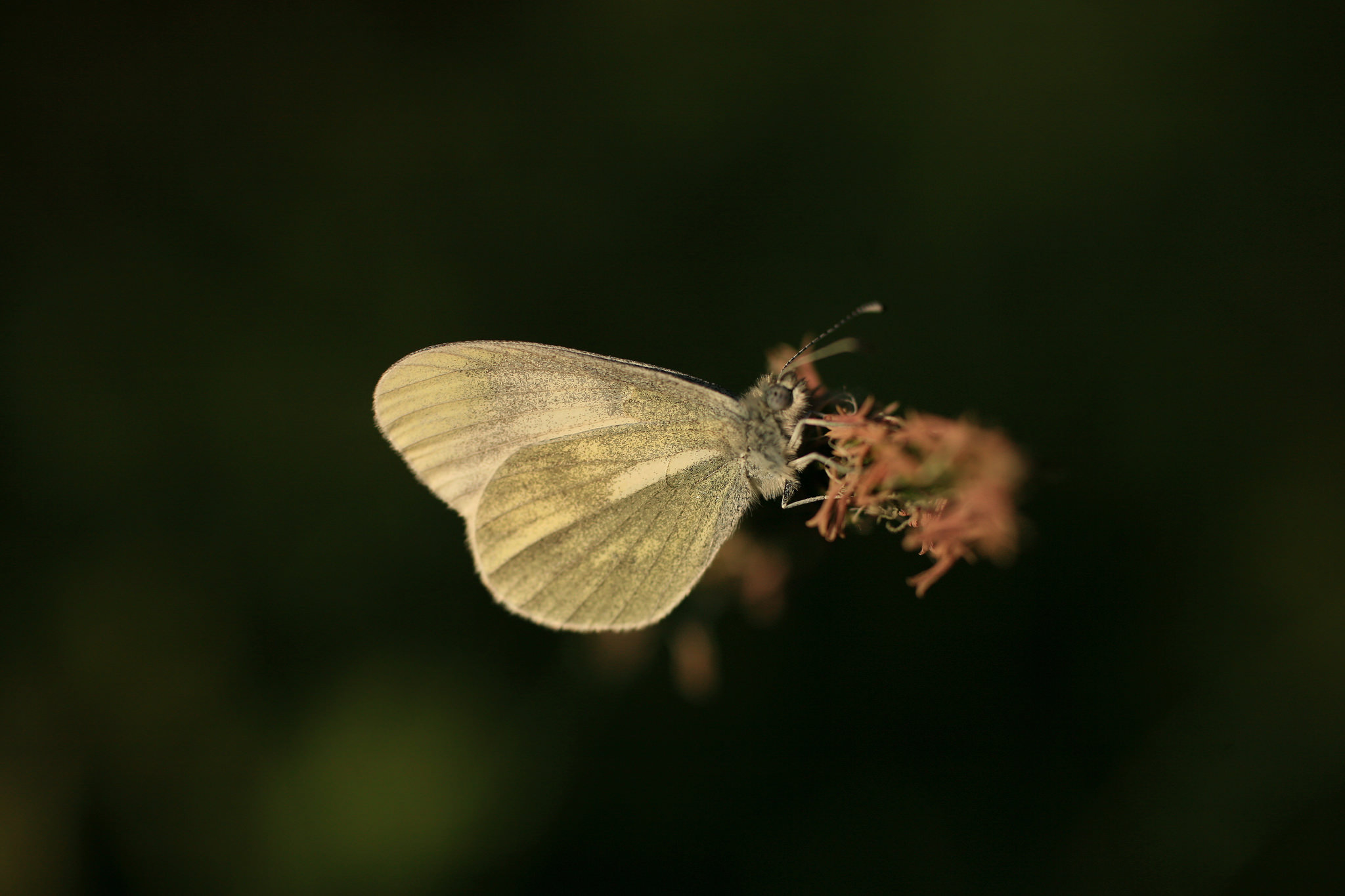 UK Butterflies - Wood White - Leptidea sinapis