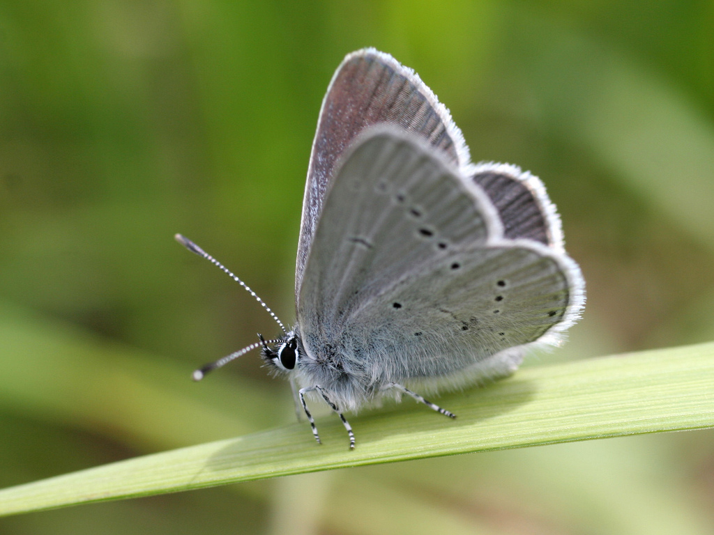 Small blue - #6 Butterfly Challenge - Wild Ireland Tour