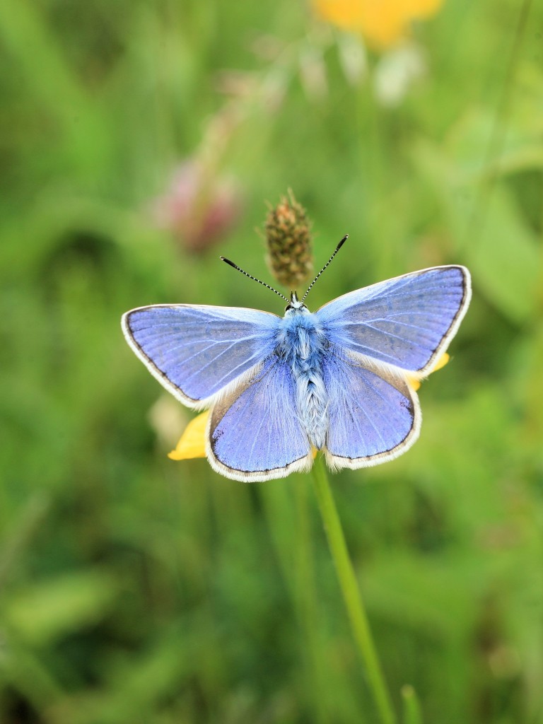 Common blue 4 Butterfly challenge Wild Ireland Tour