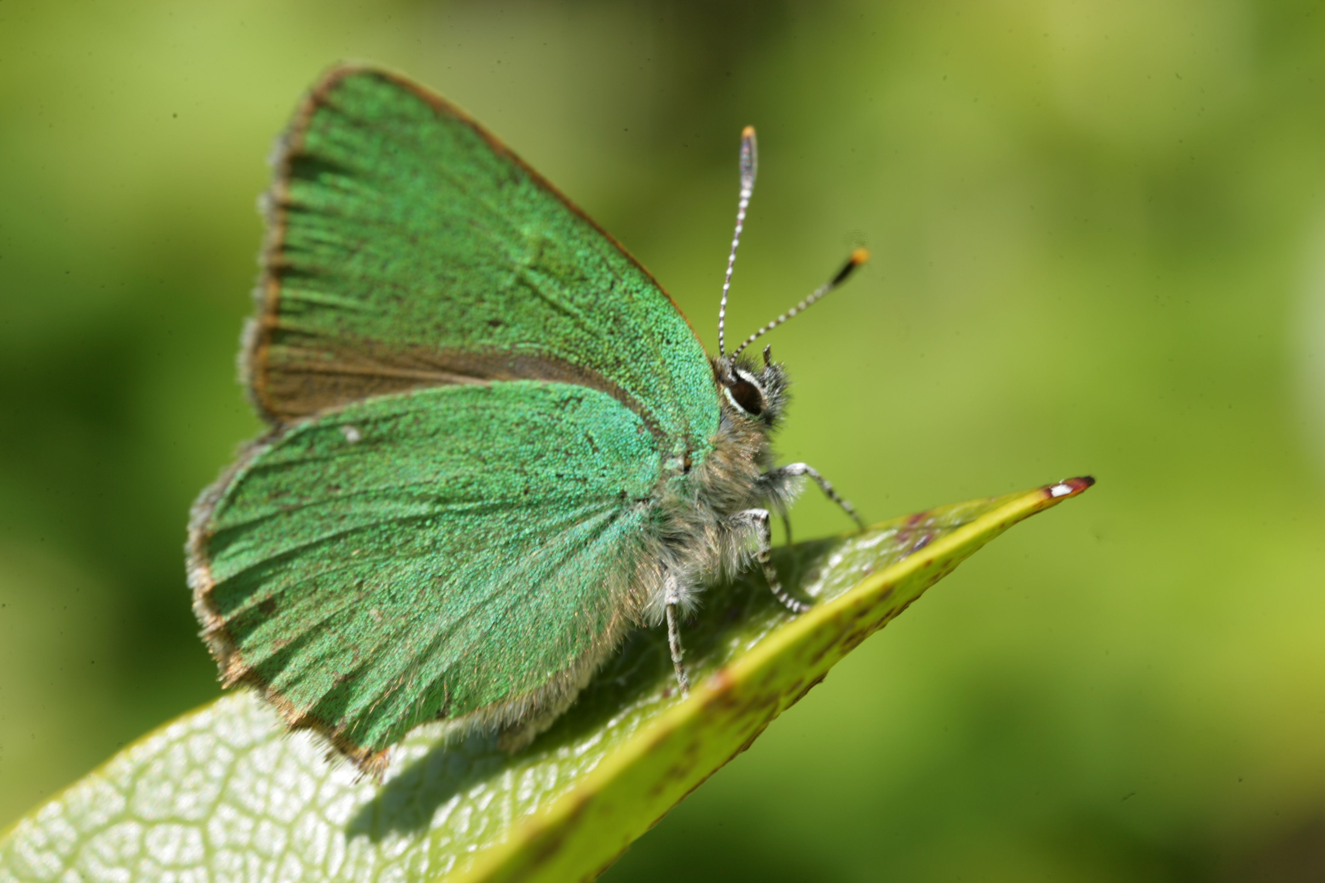 Green hairstreak 15 Butterfly Challenge Wild Ireland Tour