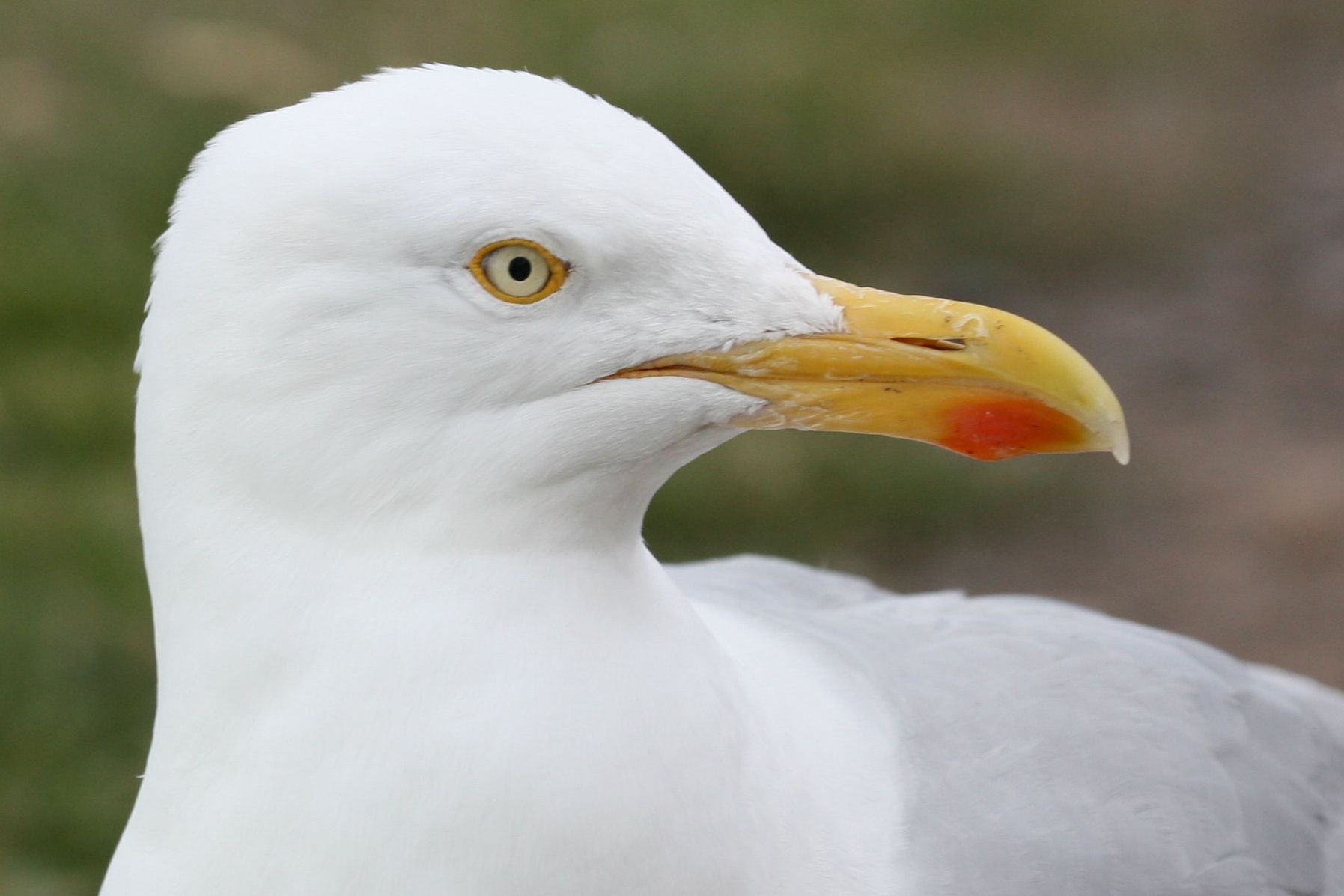 Herring Gull face (L.Lysaght) - Wild Ireland Tour