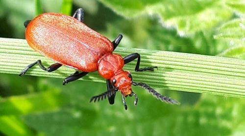 Red-headed Cardinal beetle